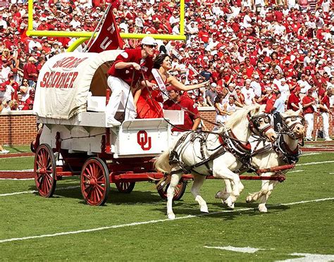 The Power of Mascot: How the Oklahoma Sooners Energize the Crowd